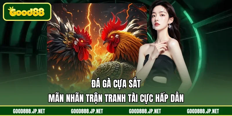 Đá gà cựa sắt