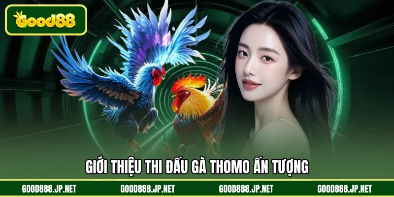 Giới thiệu thi đấu gà Thomo ấn tượng